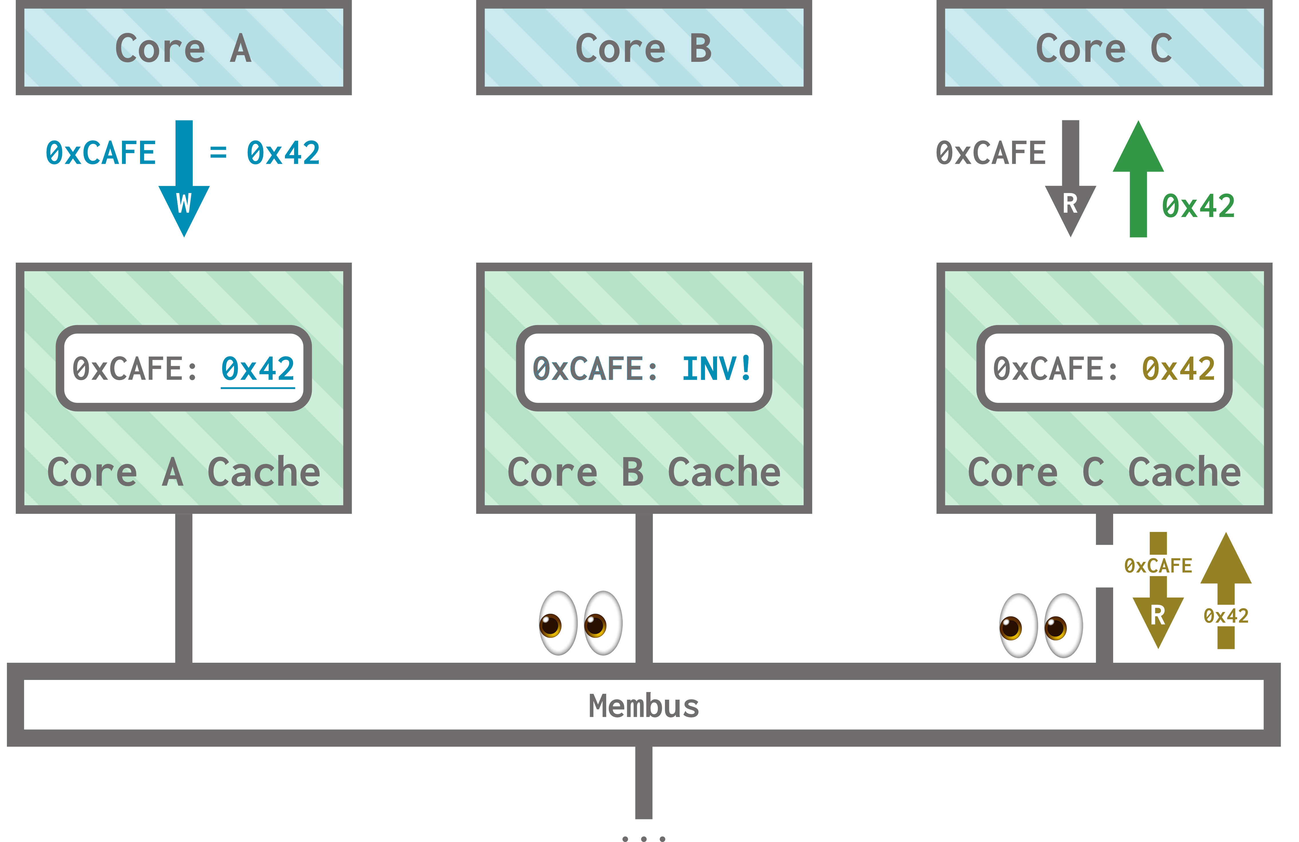 Three cores: core A, core B, and core C, each have their own cache. All three caches are connected to a shared membus. All three caches store the data at address 0xCAFE as 0x0C. Core A makes a write request to write 0x42 at address 0xCAFE, and its cache updates to reflect this write. Caches B and C snoop on the membus, so they invalidate their copy of the data at 0xCAFE. When cache C receives a read request for 0xCAFE, it loads the updated data in and returns 0x42.